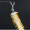 Niedrige Kosten mit Schwanzwirbel Lumbal Spine Model